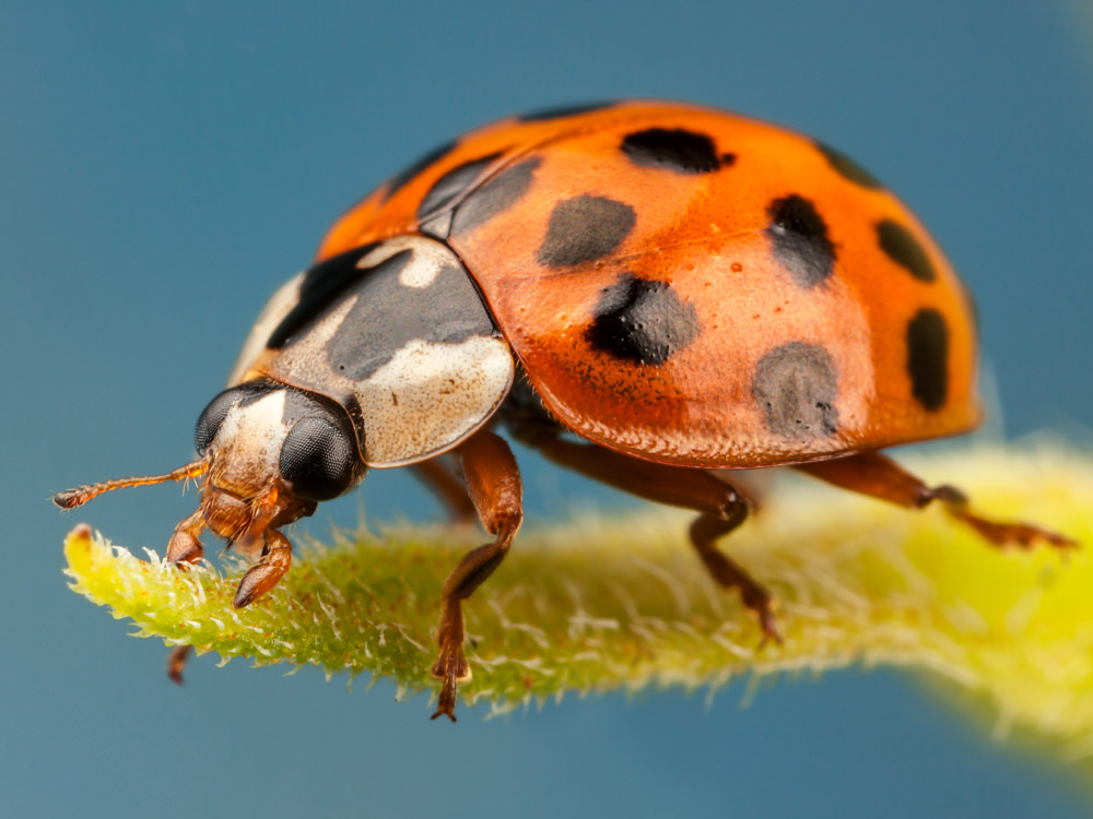 Asian Lady Beetles: How to Get Rid of Ladybugs, Diet, etc.