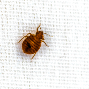 Bed Bug Control