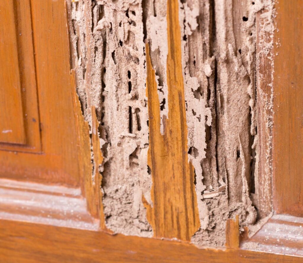 Protecting Your Home from Termites