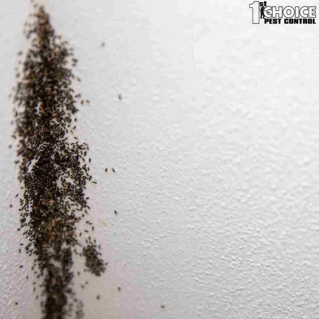 How to Identify and Prevent Summer Ant Infestations in Your Home