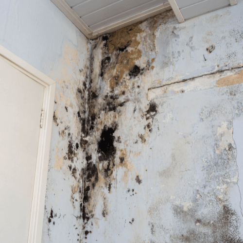 Mold Removal