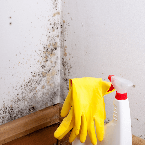 Mold Removal