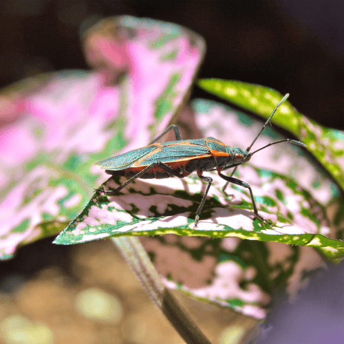 Boxelder Bugs