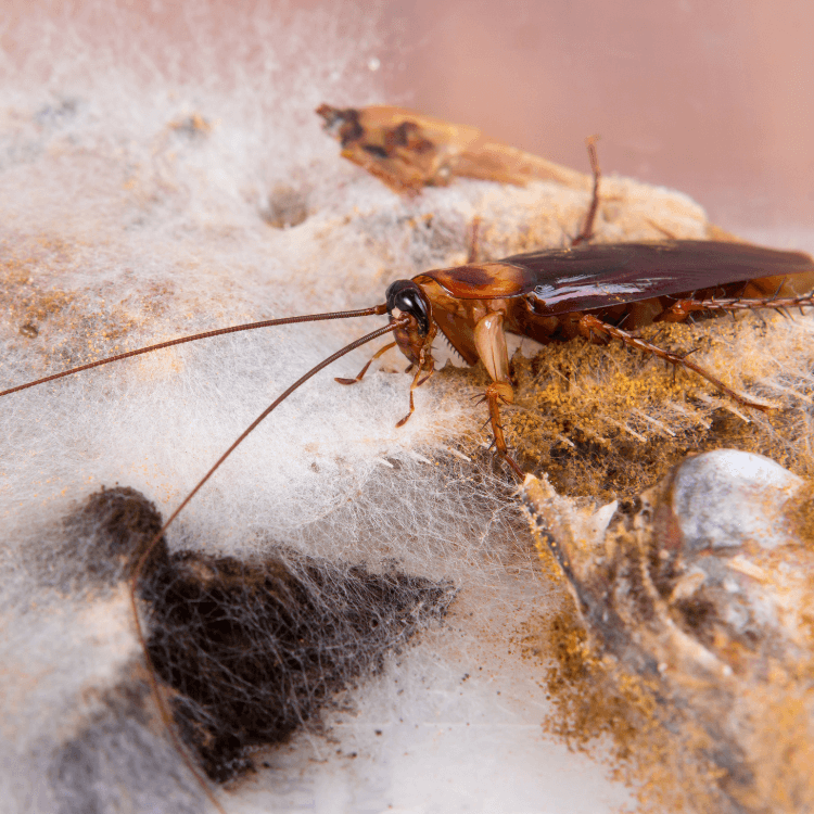 Cockroach Pest Control Services In Wisconsin