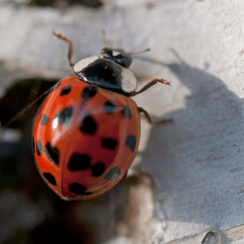 Asian lady beetles Control