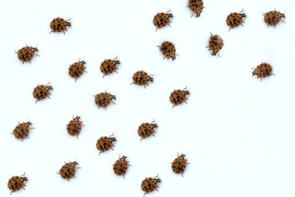 Asian lady beetles Control