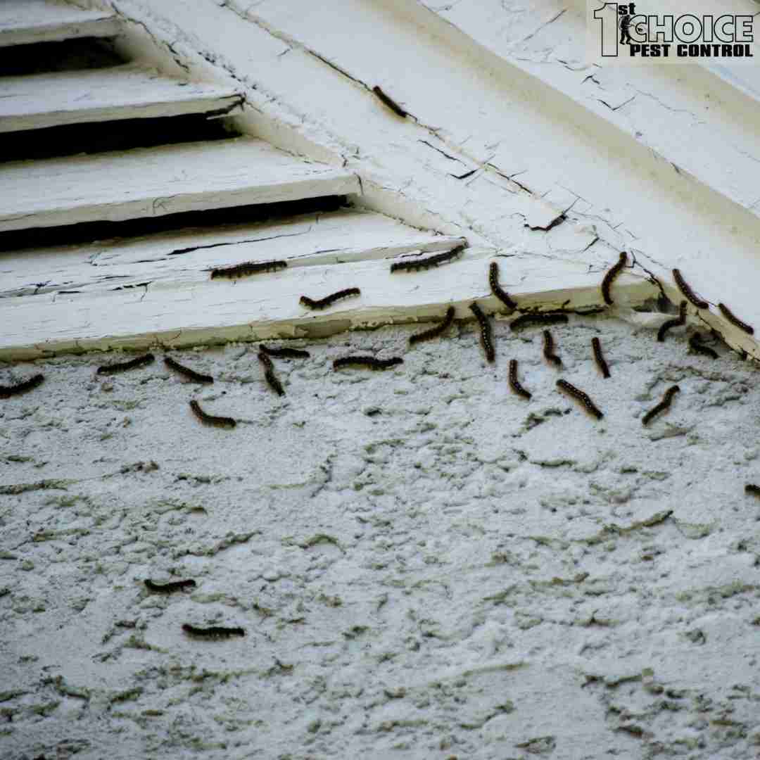 Wisconsin Bug Infestation The Economic Impact Of Pest Infestations: How To Avoid Costly Repairs ...