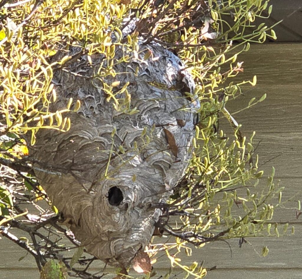 wasp nest in tree