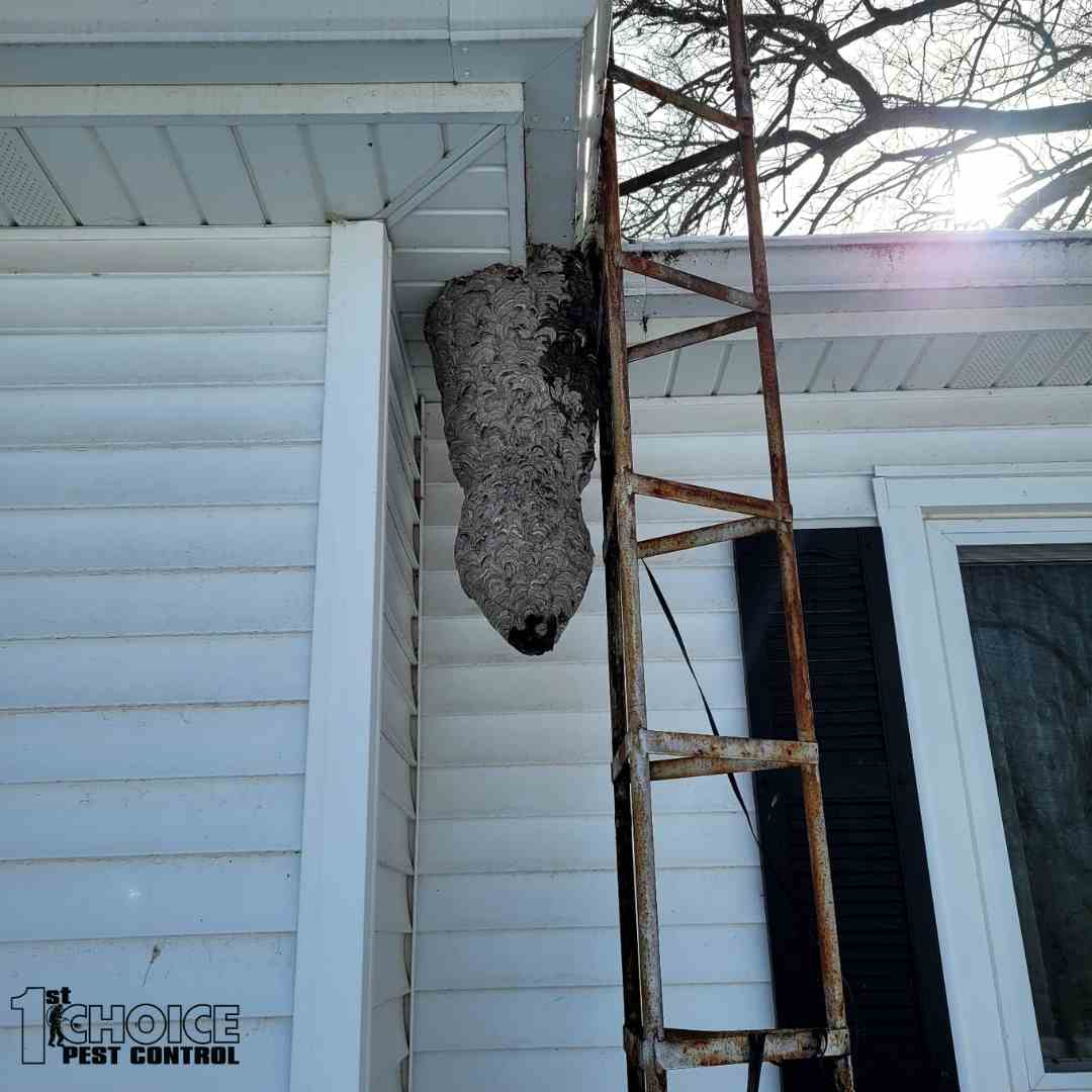 Wasp Nest Removal