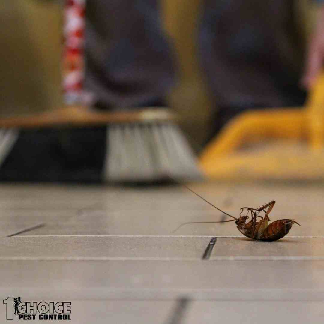 Professional Cockroach Removal