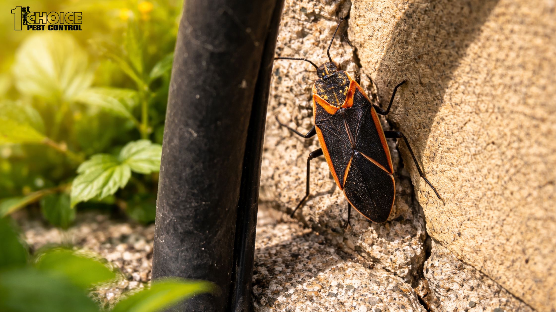 Are Boxelder Bugs Coming Back? What to Expect This Spring